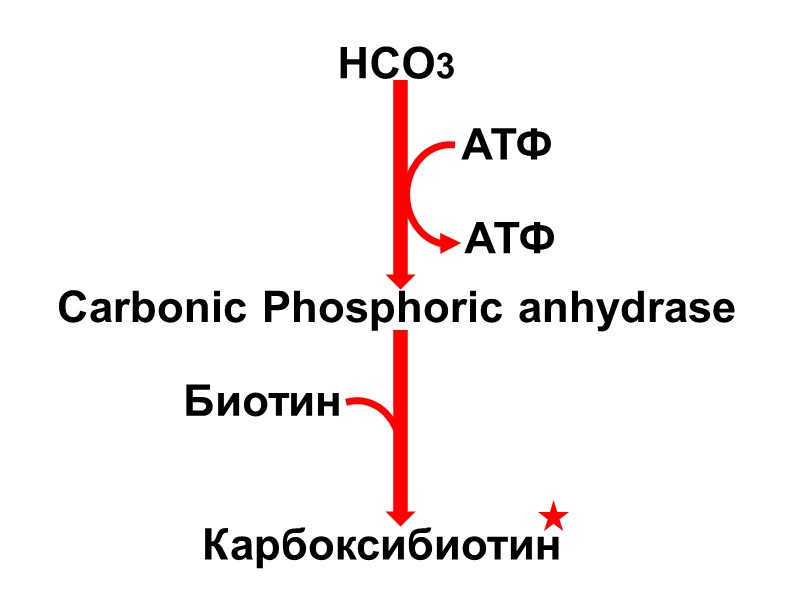 HCO3 АТФ АТФ Carbonic Phosphoric anhydrase Биотин Карбоксибиотин